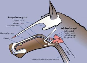 Anatomie Zungenbein